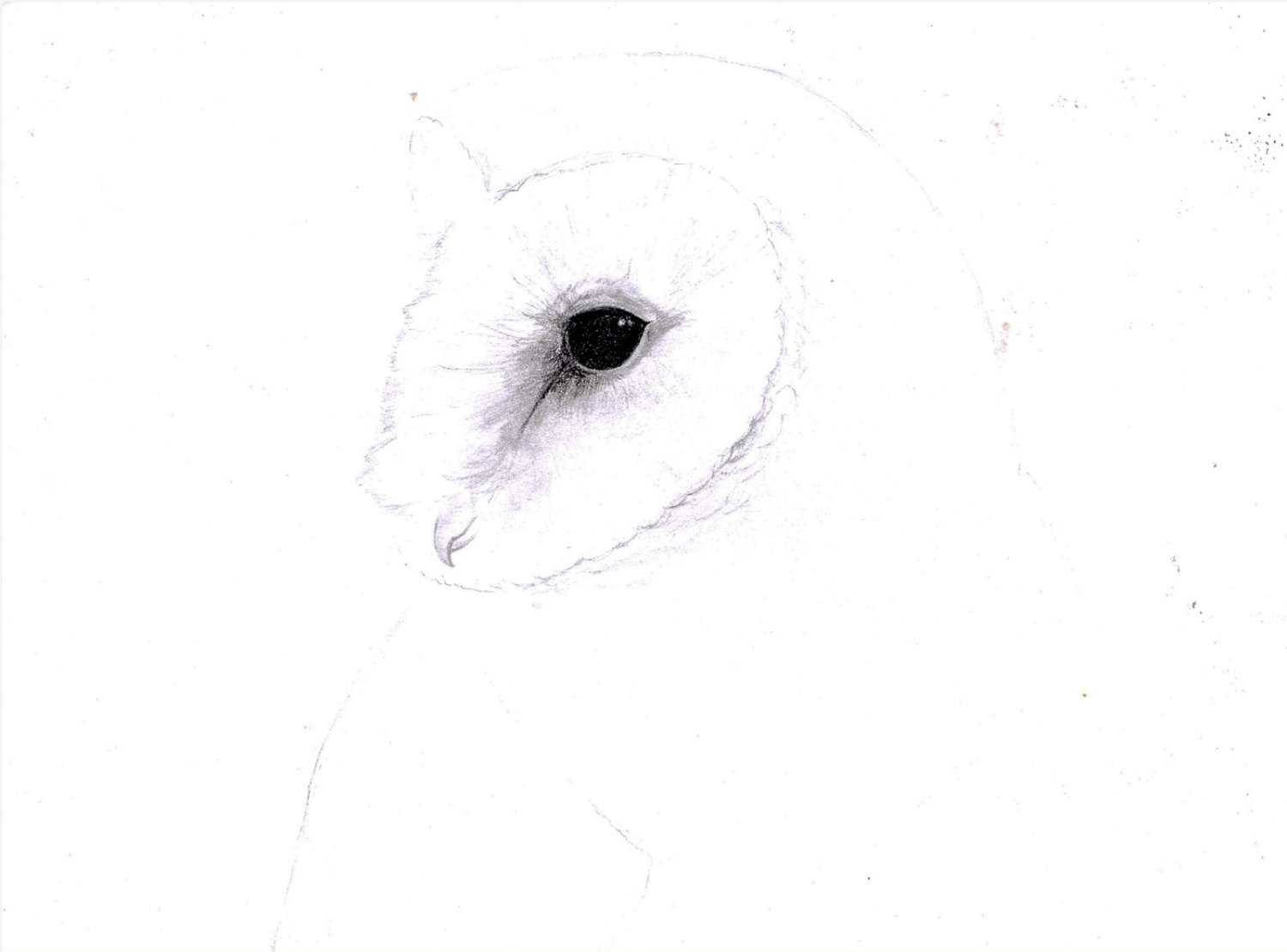 Graphite study 03
